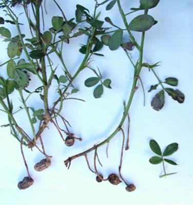 Arachis hypogaea (maní)